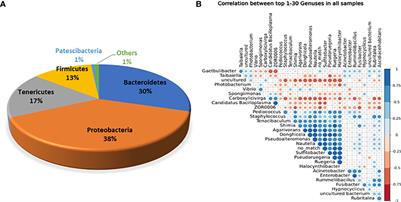 Deciphering the influence of dietary synbiotics in white shrimp gut and its effects in regulating immune signaling pathways